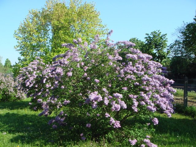 Syringa persica 'Baram'